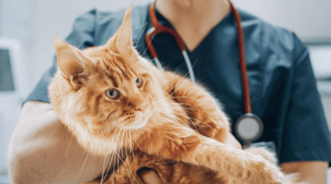 Medicina Interna