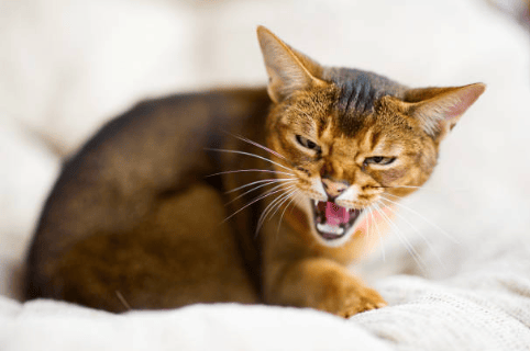Comportamiento felino