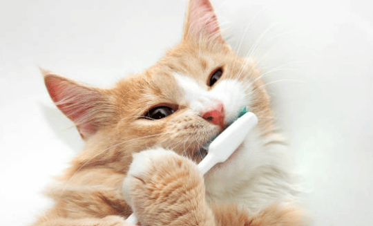 Odontología felina
