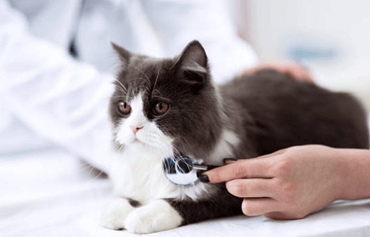Cardiología Felina