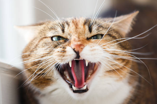 ¿Tu gato lo pasa mal en el veterinario?