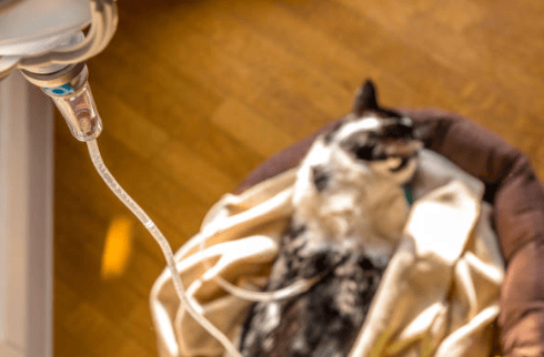 Oncología felina