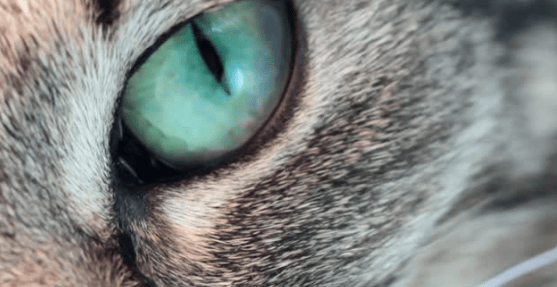 Oftalmología felina