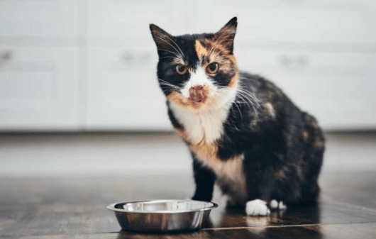 Nutrición felina