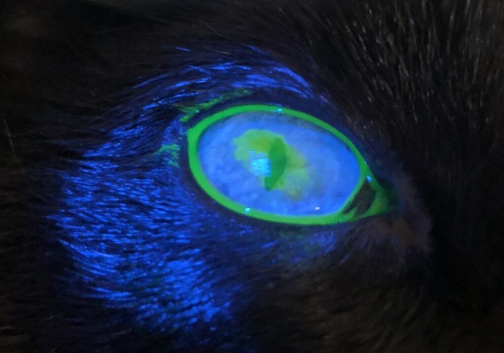 Prueba diagnóstica ocular a un gato