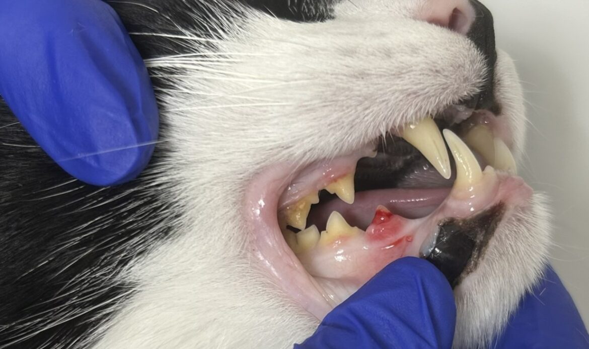 Exploración de la boca de un gato durante una revisión clínica