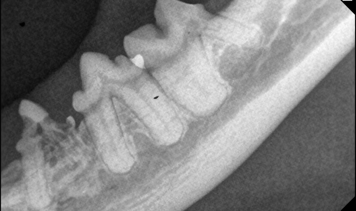 Radiografía dental de un gato