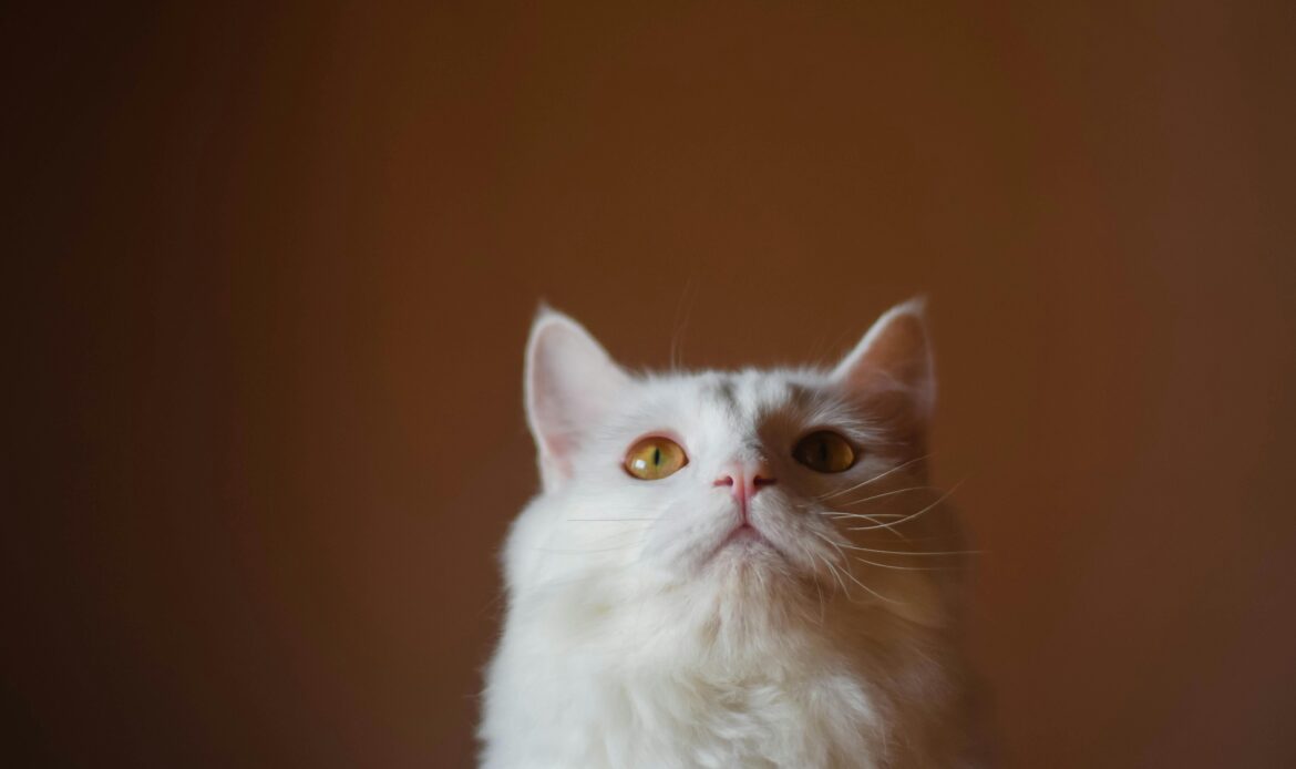 Gato blanco y gris sano mirando a cámara