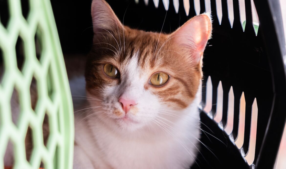 Gato atigrado dentro de su transportín en la consulta