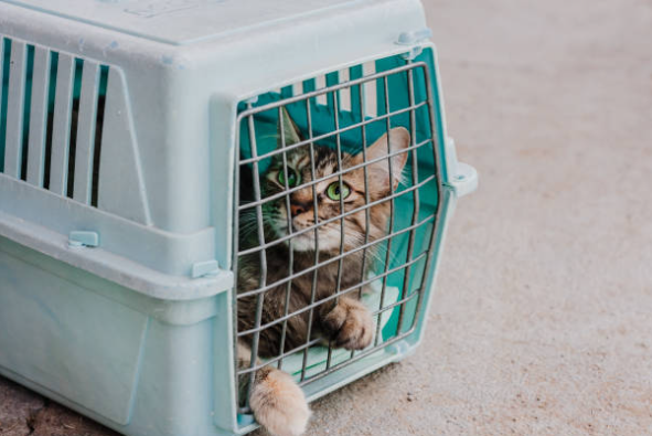 ¿Cómo meter a tu gato en el transportín?