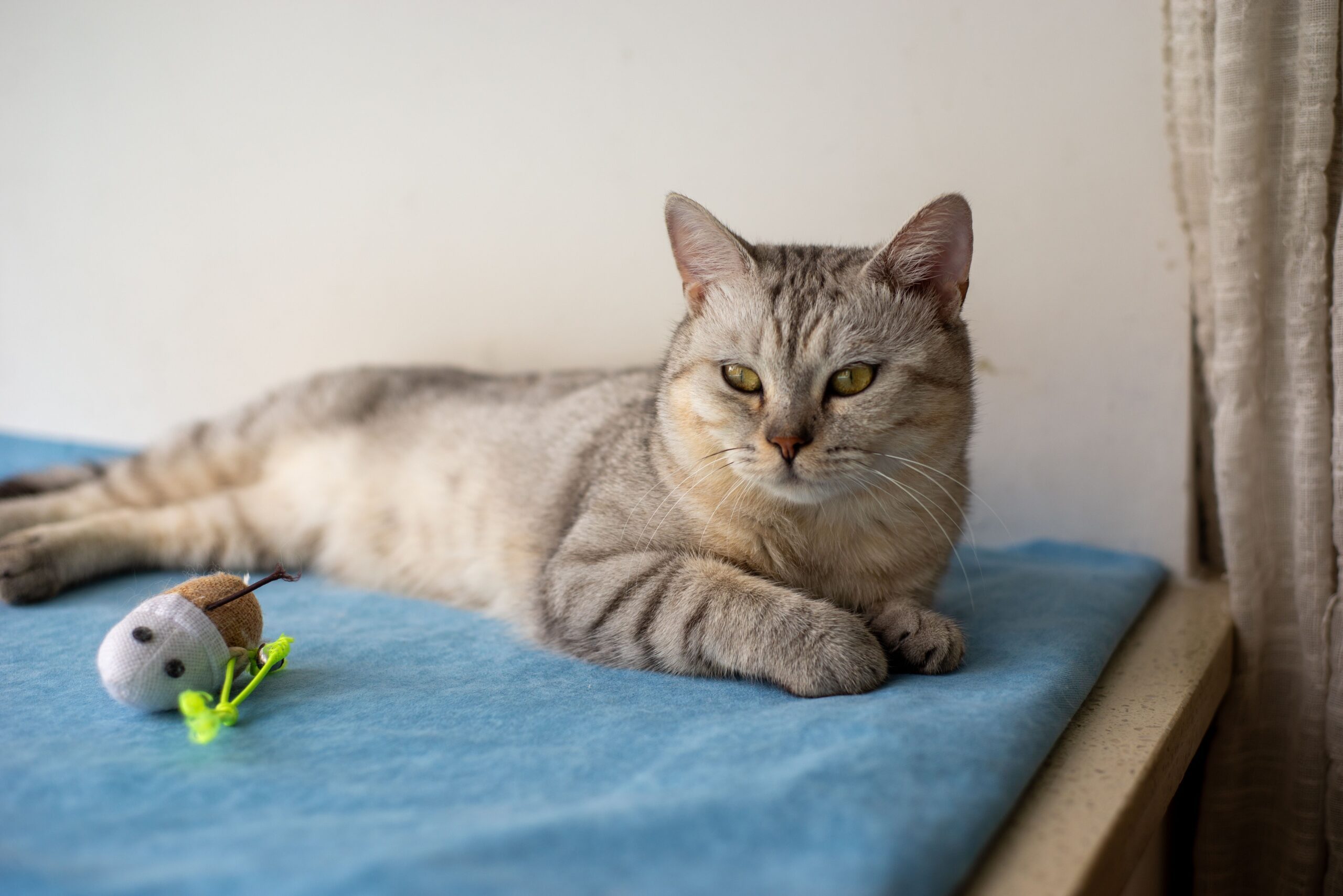 Gato atigrado gris tumbado y relajado sobre una manta azul, junto a un juguete