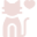 gato